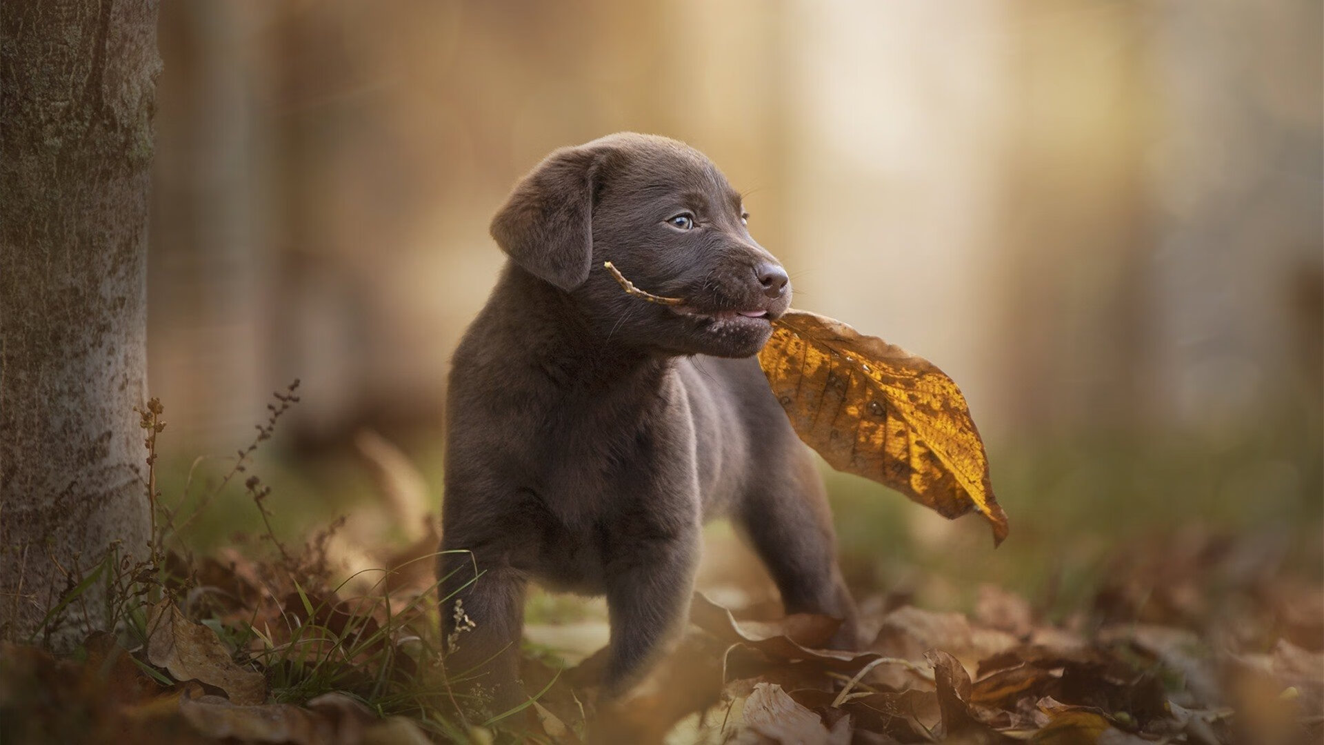 WRC安全工艺:确保赛车体验极致安全,wrc赛车有abs吗