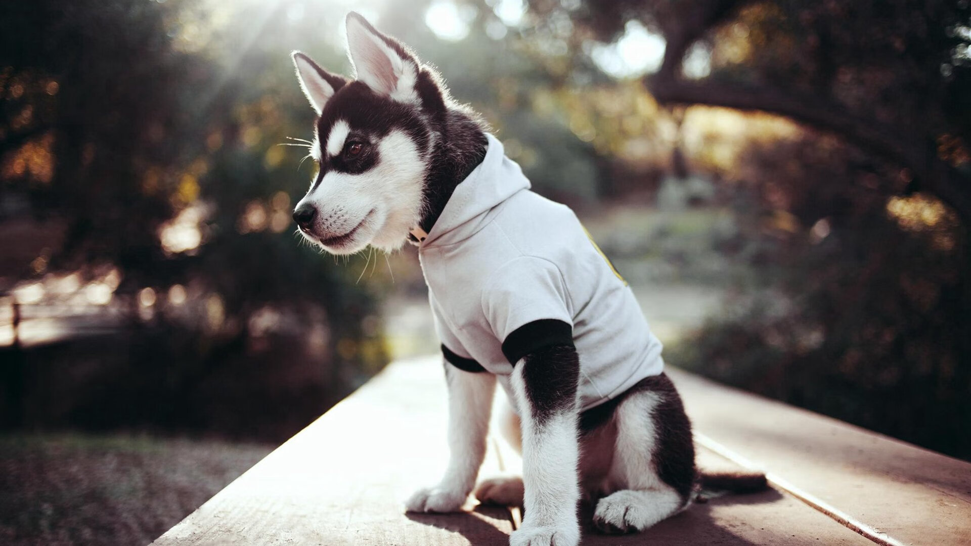 开云网站-“英超悬念待解，榜首大战即将爆发”，英超榜首之争