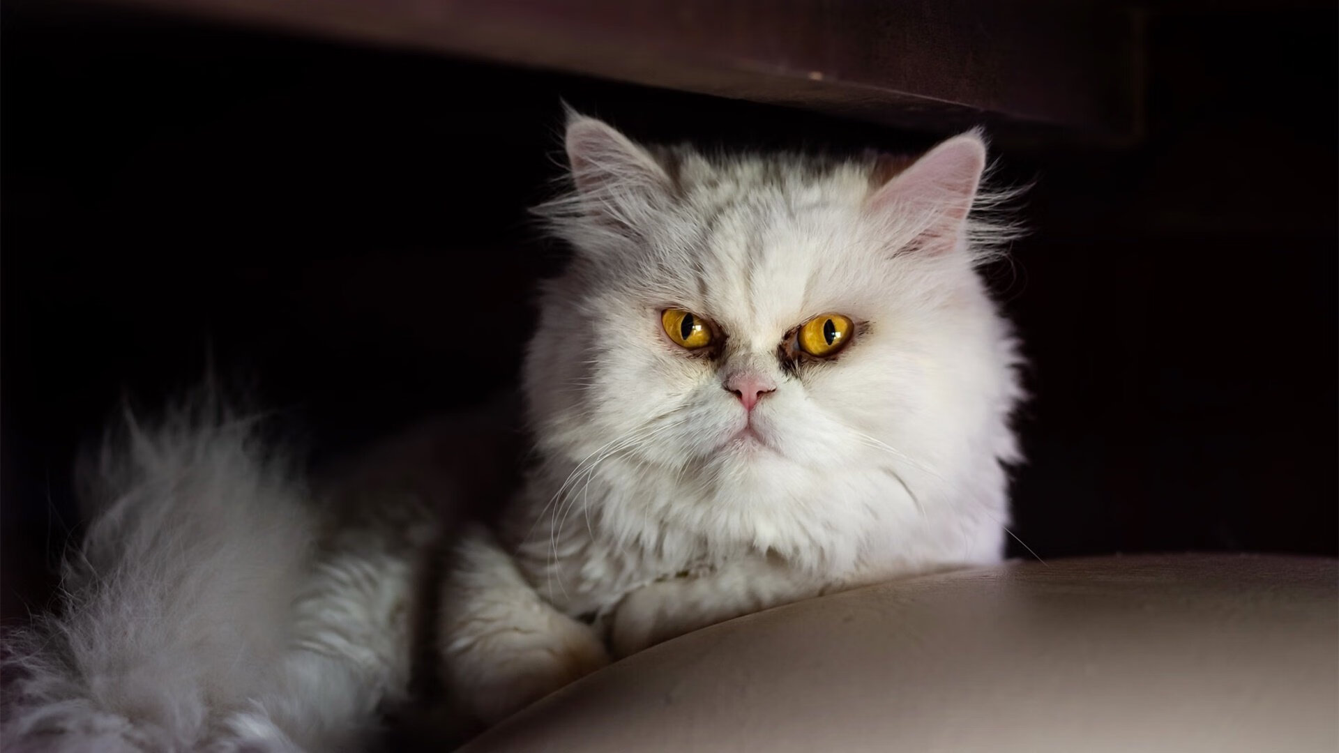 开云官方网站-中国体育总局宣布多项政策支持篮球青训发展，篮球青训是什么意思