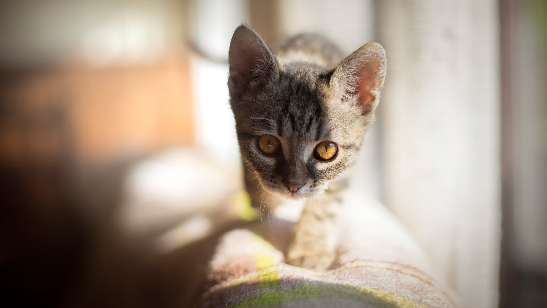 开云官方-全国青少年“篮球+科技”创新成果展在上海引发热潮，推动行业突破