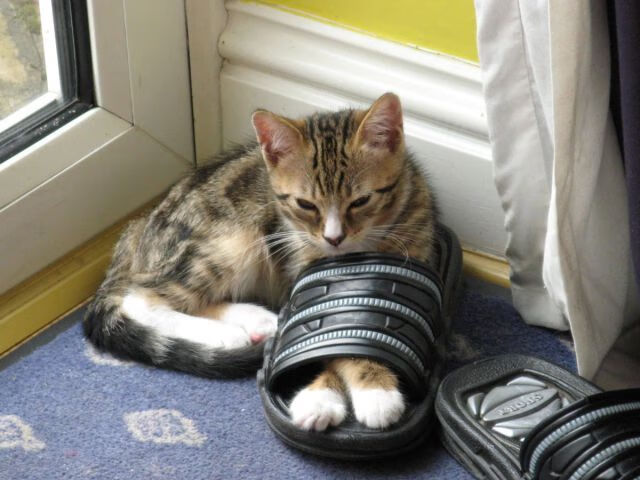 开云·Kaiyun网页版-国家篮球联赛引进全新数据分析系统助力球队备战，中国篮球数据库查询