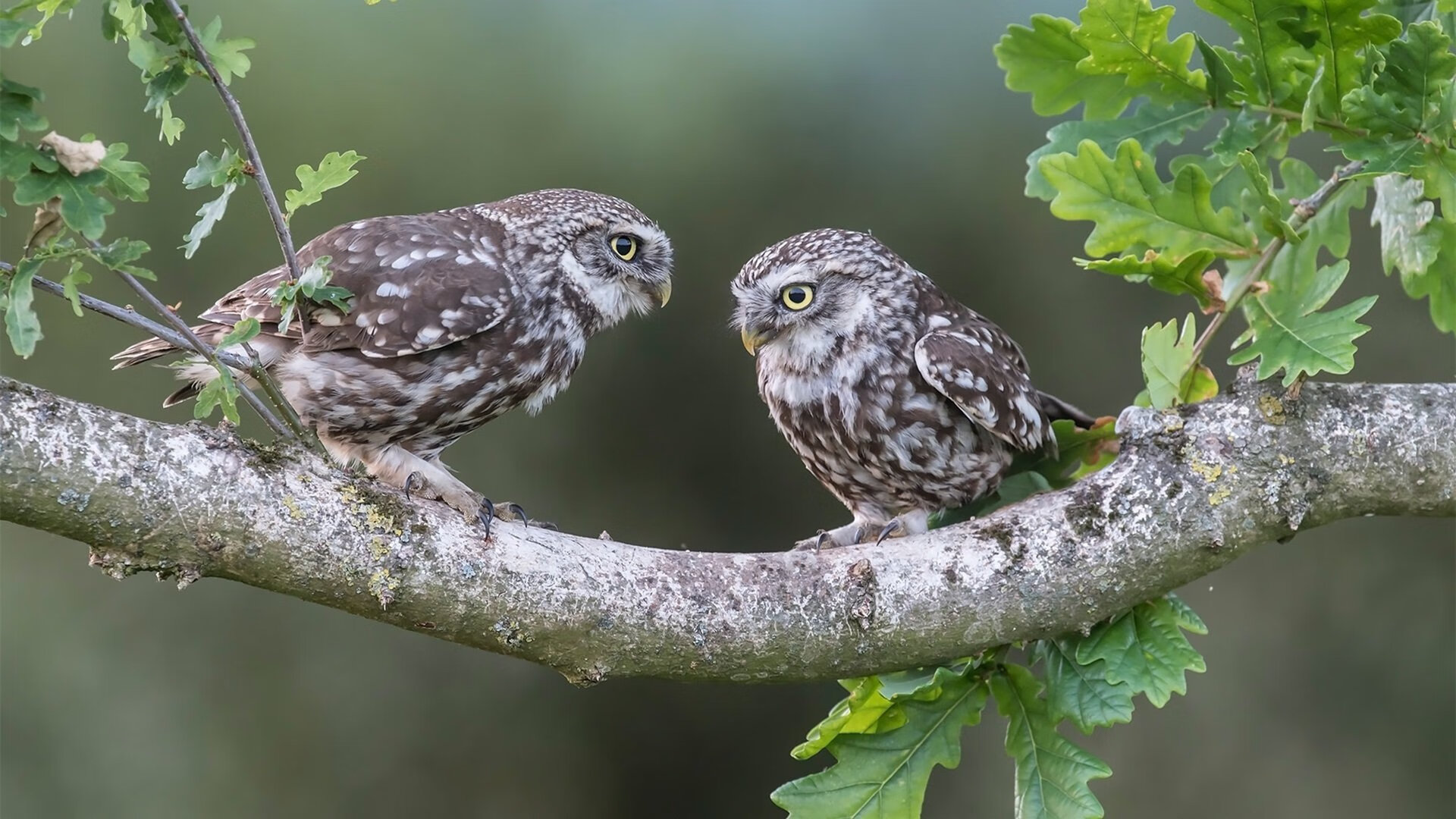 开云入口-法甲胜负，球迷热议比赛过程，法甲对阵表时间表