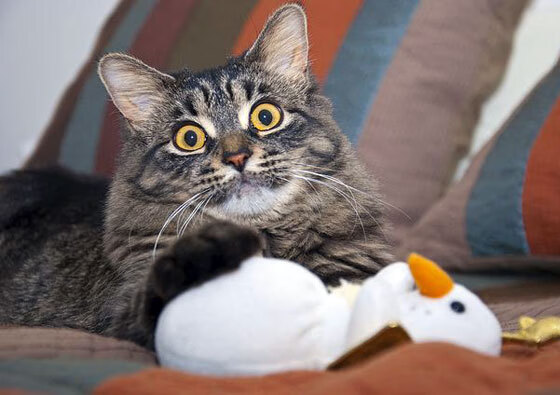 开云网页版登录入口-凯尔特人球员遭遇个人低谷 专家分析背后原因，凯尔特人的球员名单