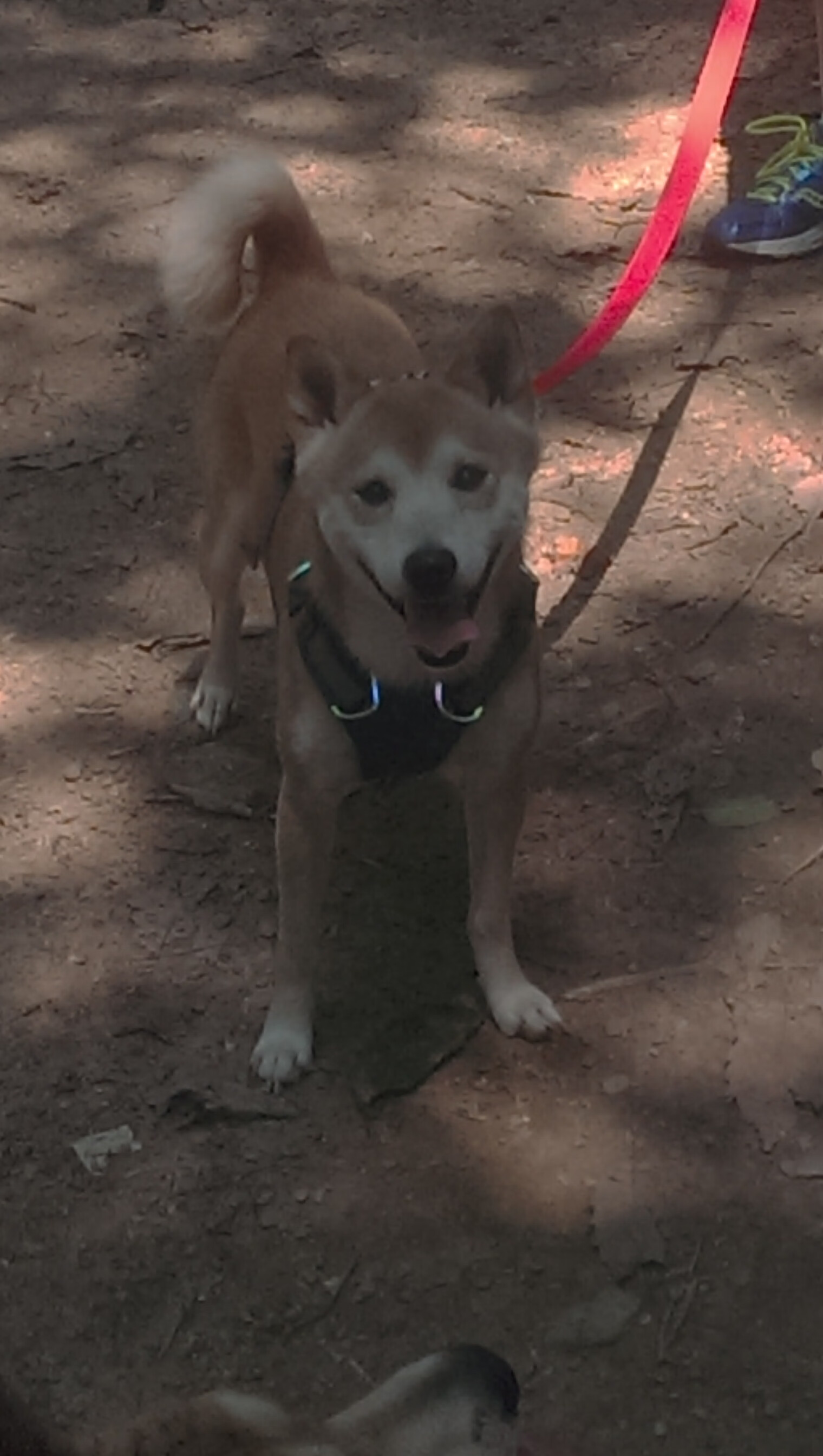 开云·体育官网-国家队欧国联小组战报出炉，直追欧锦赛桂冠，欧国联足球赛小组赛比分