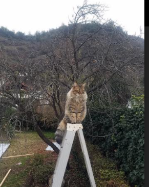 开云官方网页登录-莱比锡红牛主帅寻找解决方案改变球队不利局面，莱比锡红牛现任主帅