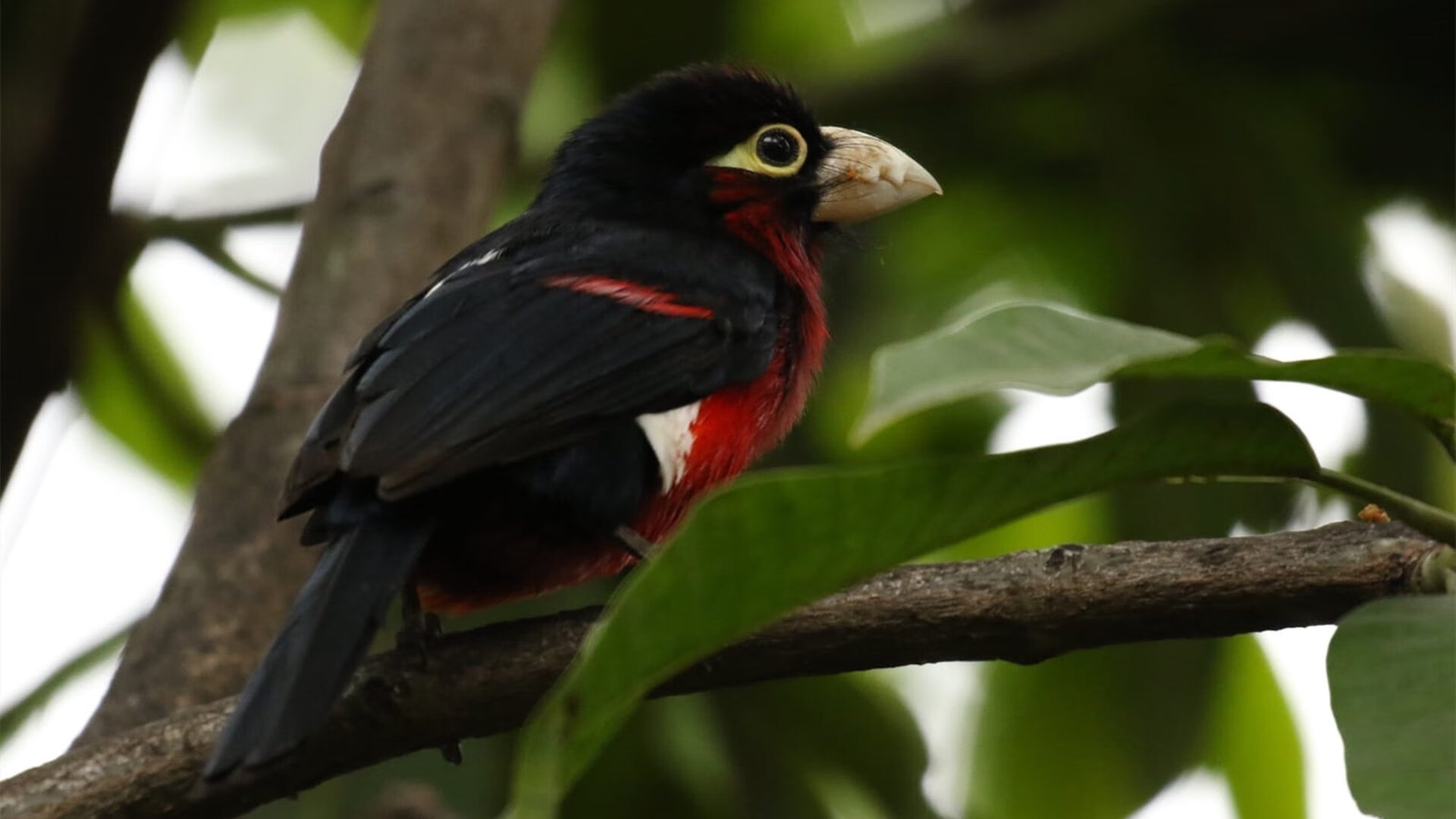 中国篮球赛事直播技术发展趋势,现在直播篮球比赛