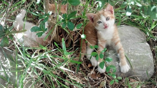 开云·Kaiyun网页版-切尔西逐步建立稳定中场屏障，切尔西的中场核心