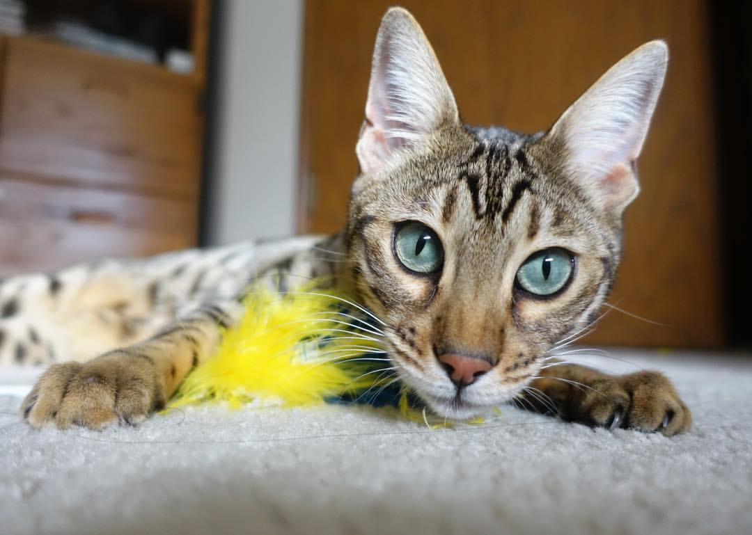 博卡控球时压上不够，缺乏侵略性