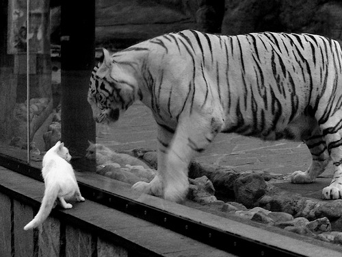 开云官方网页登录-技术节奏图显示蛙泳冠军控制完美，蛙泳冠军视频欣赏