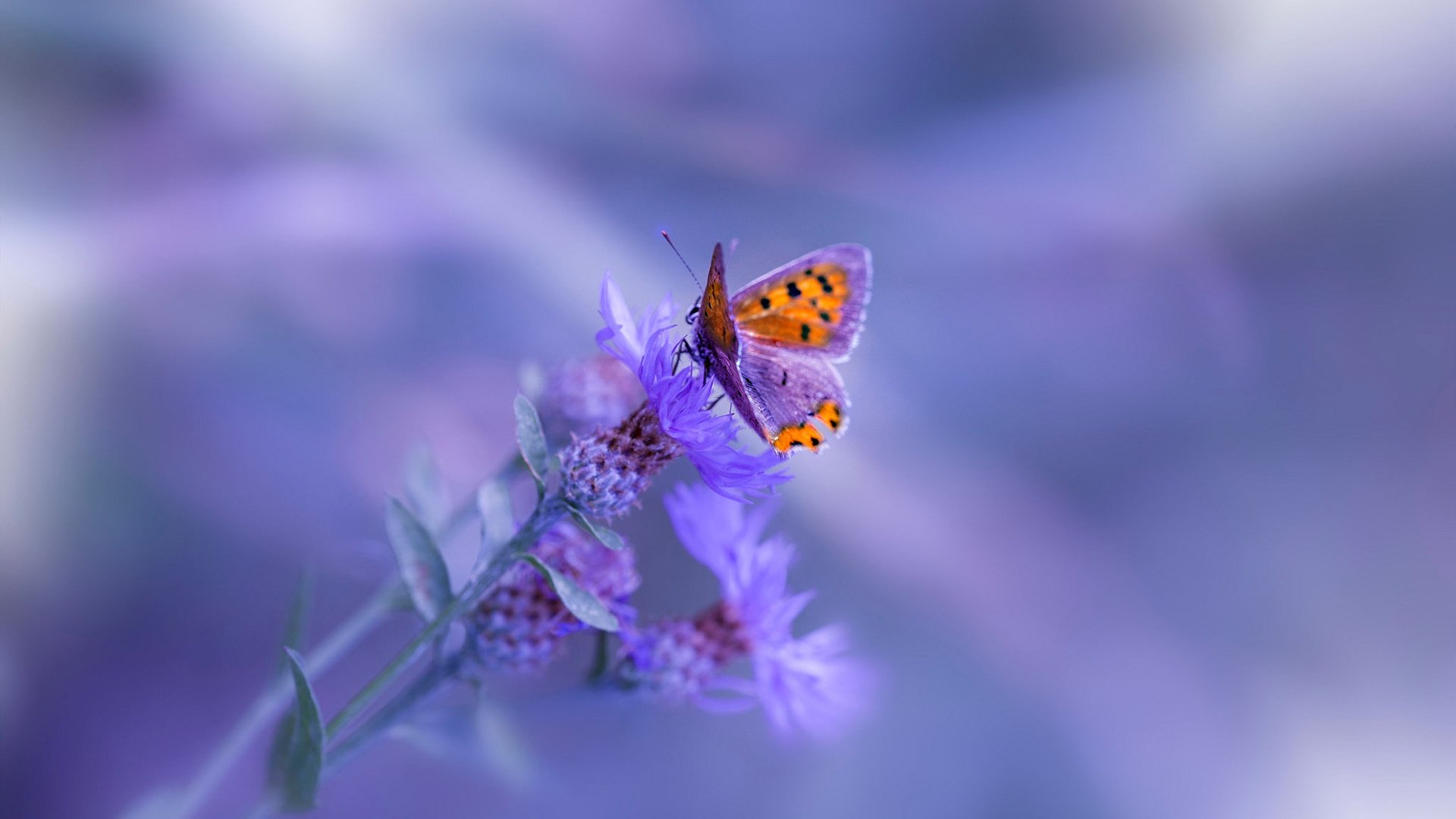 开云kaiyun-混合泳德国健将再创个人最佳，混合泳夺冠