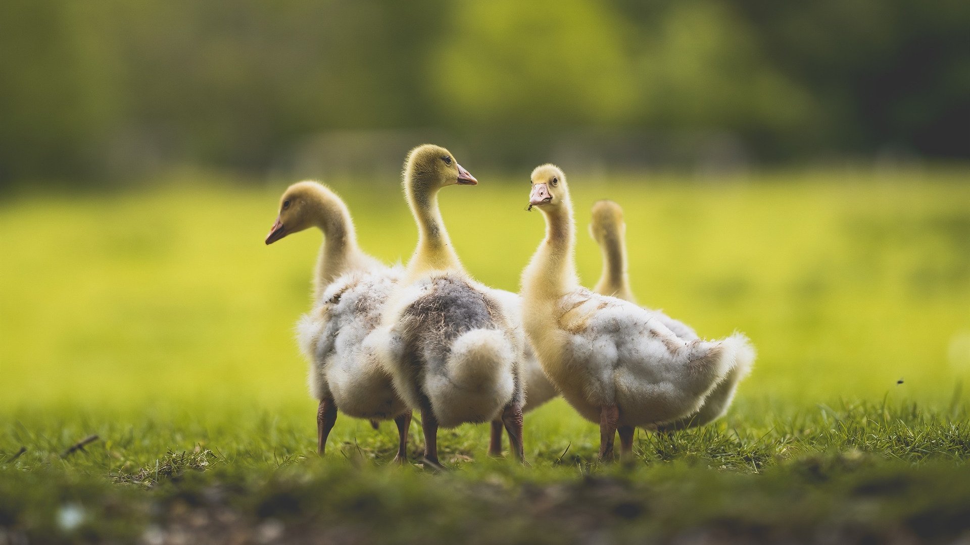 节奏差异是否能成为球队战术对抗中的主导变量,节奏不一致什么意思