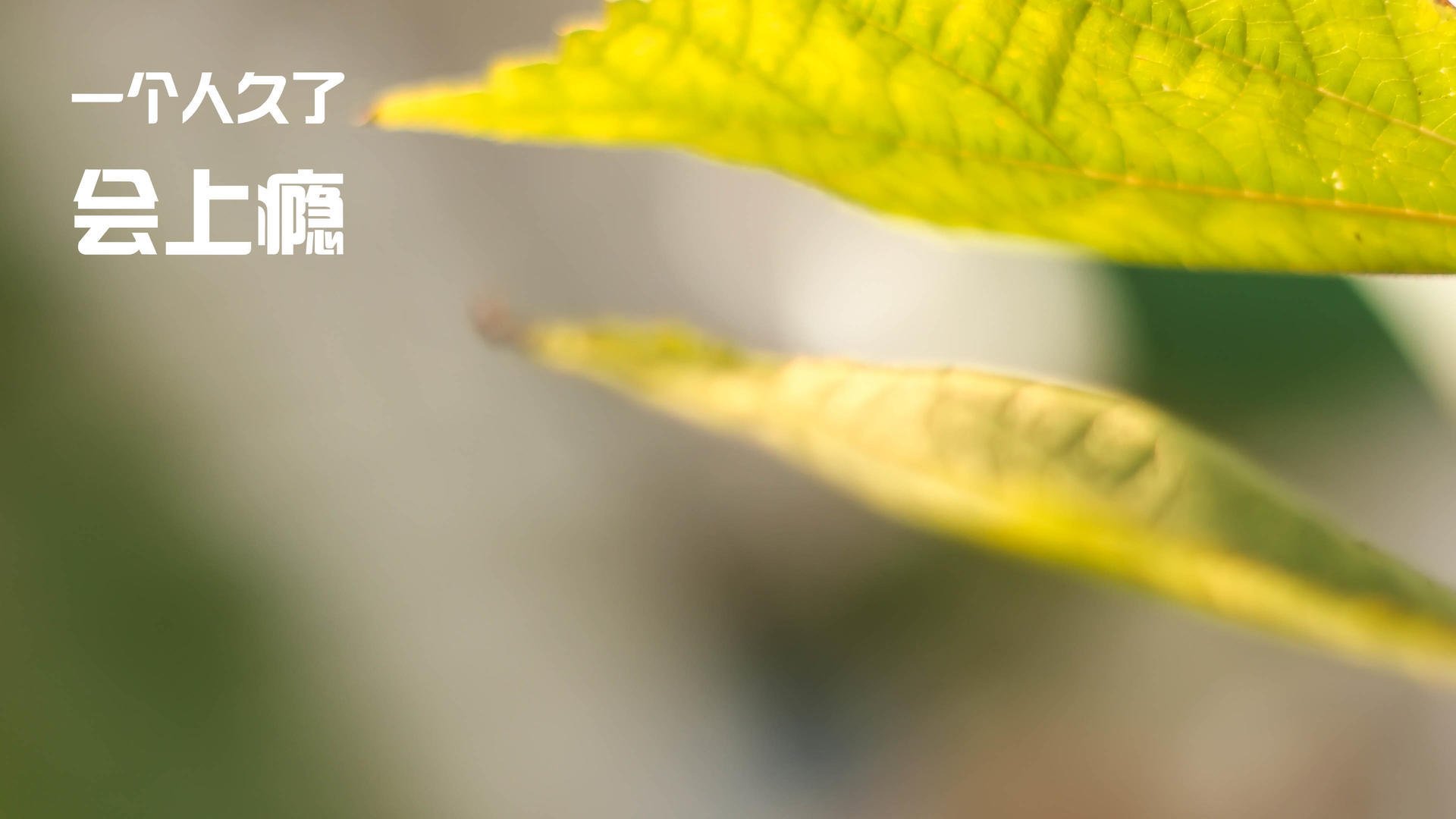 莱德基再夺400自金牌,莱德基成绩