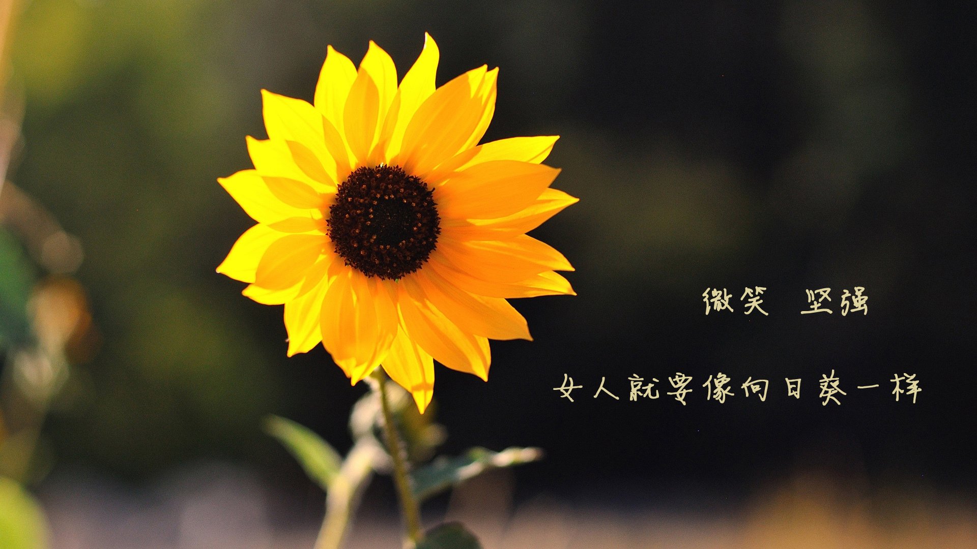 开云官网APP下载-世界杯逆转传奇：英雄再现，奇迹不断！，世界杯惊天大逆转