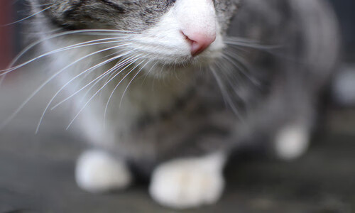 开云中国-世界杯精彩纷呈：每一场都精彩无限！，世界杯精彩赛事