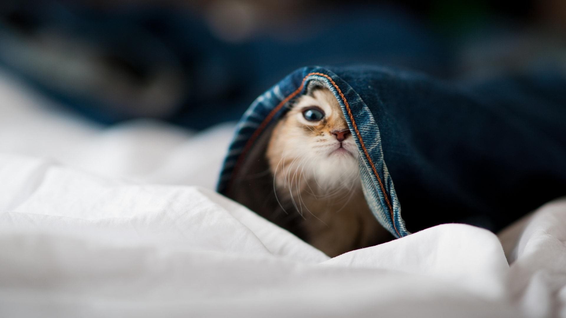 kaiyun体育综合-女子赛事走进黄金时段转播，女子竞走决赛直播