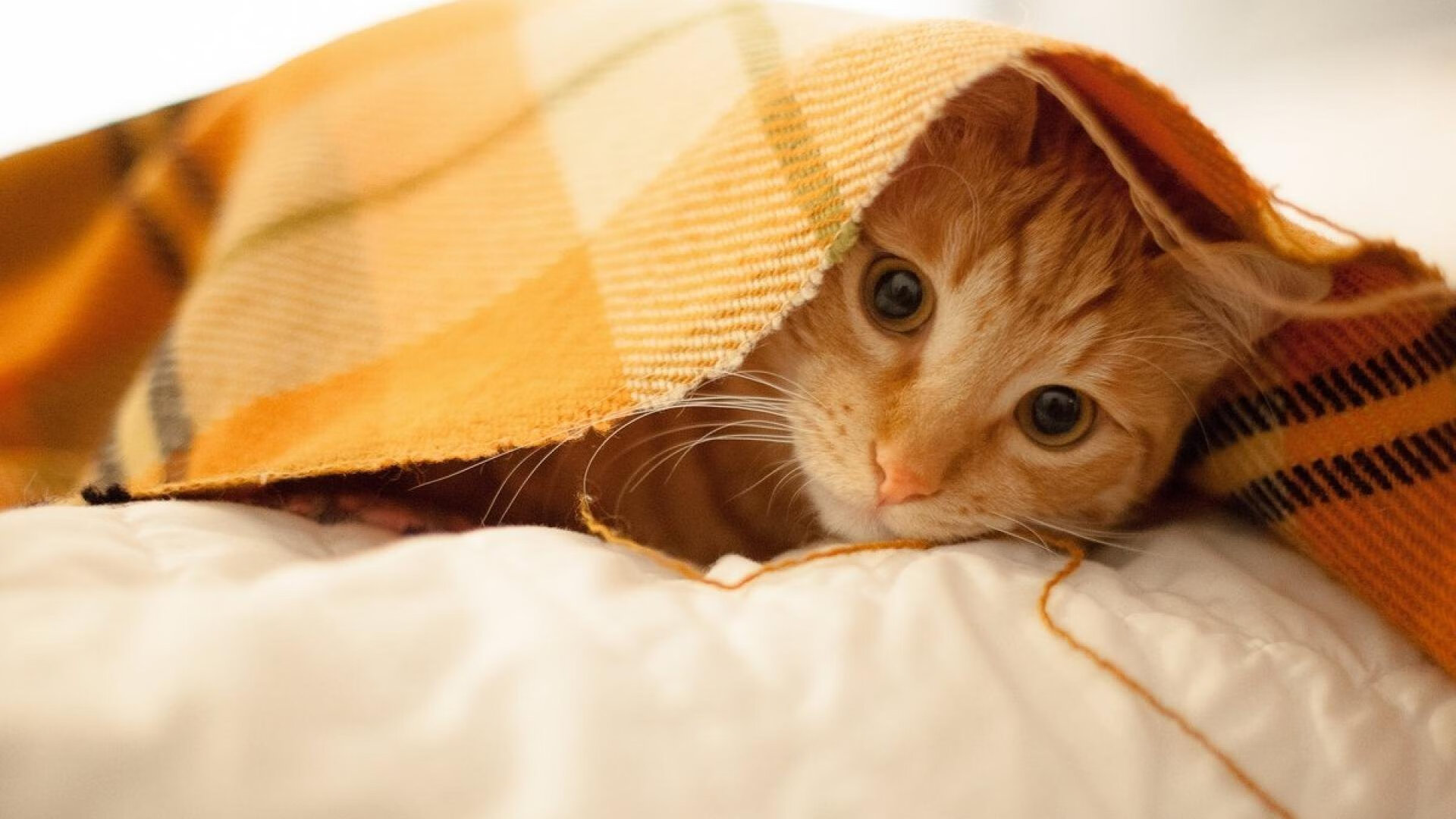 水球快攻中立代表队A形成压制,水球站位