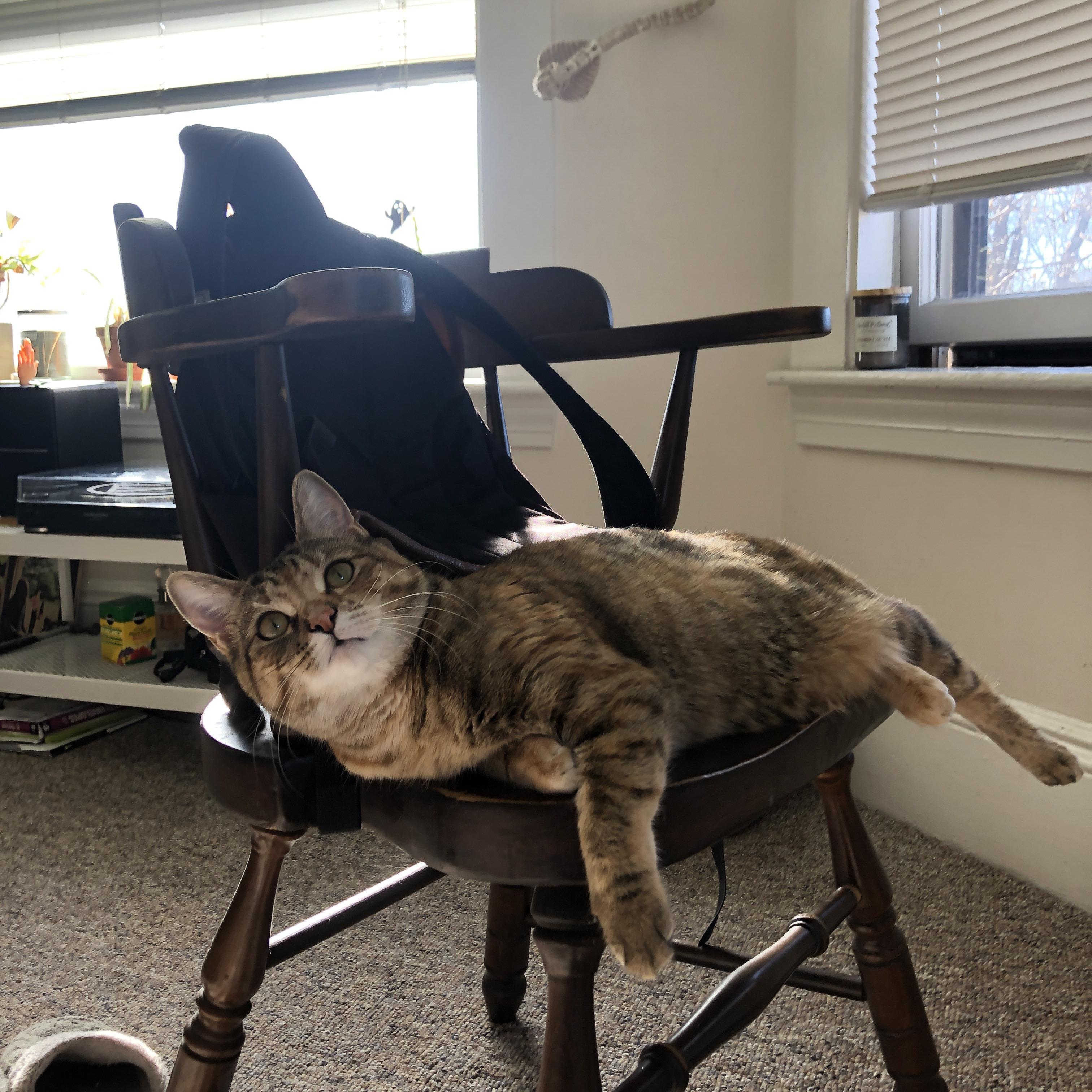 阿贾克斯新星埃因霍温,成为本赛季欧冠黑马