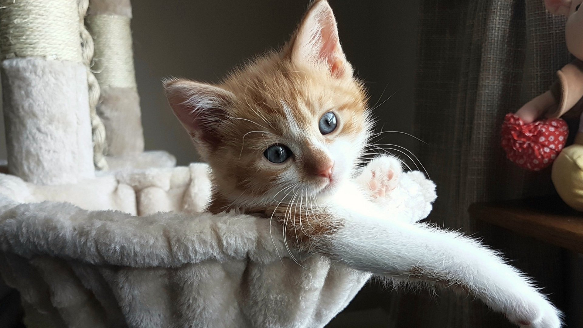 马拉维男篮在非洲锦标赛中荣膺冠军,创造历史新高,马拉维奇集锦